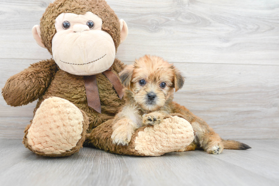 Hypoallergenic Shorkie Designer Puppy