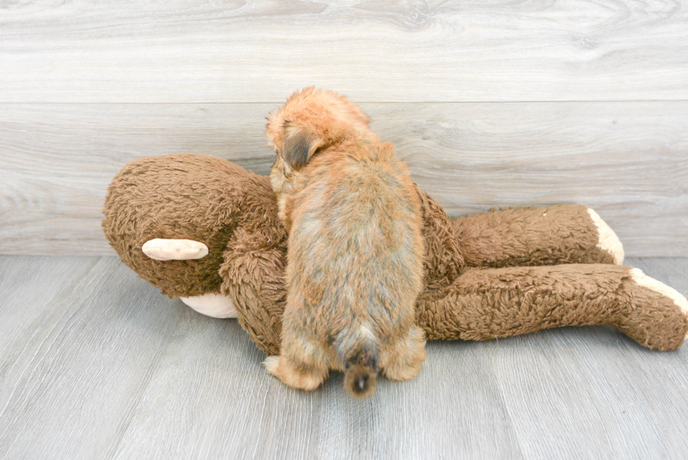 Playful Shorkie Designer Puppy