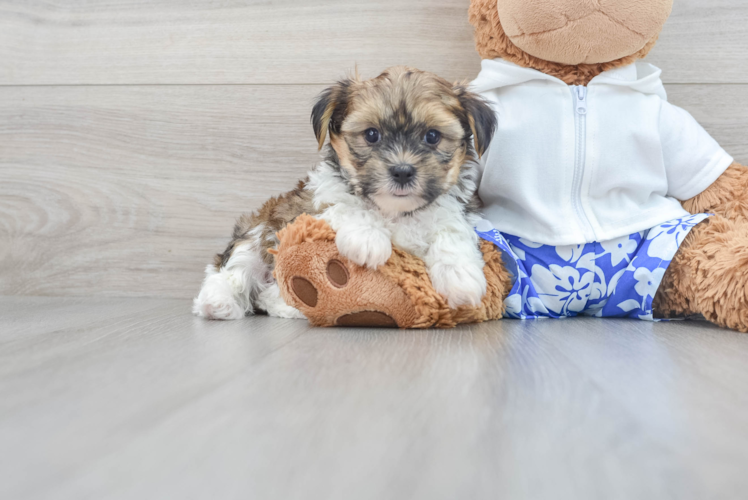 Shorkie Pup Being Cute