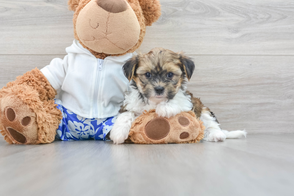 Fluffy Shorkie Designer Pup