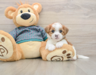 5 week old Shorkie Puppy For Sale - Premier Pups