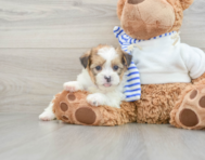 5 week old Shorkie Puppy For Sale - Premier Pups