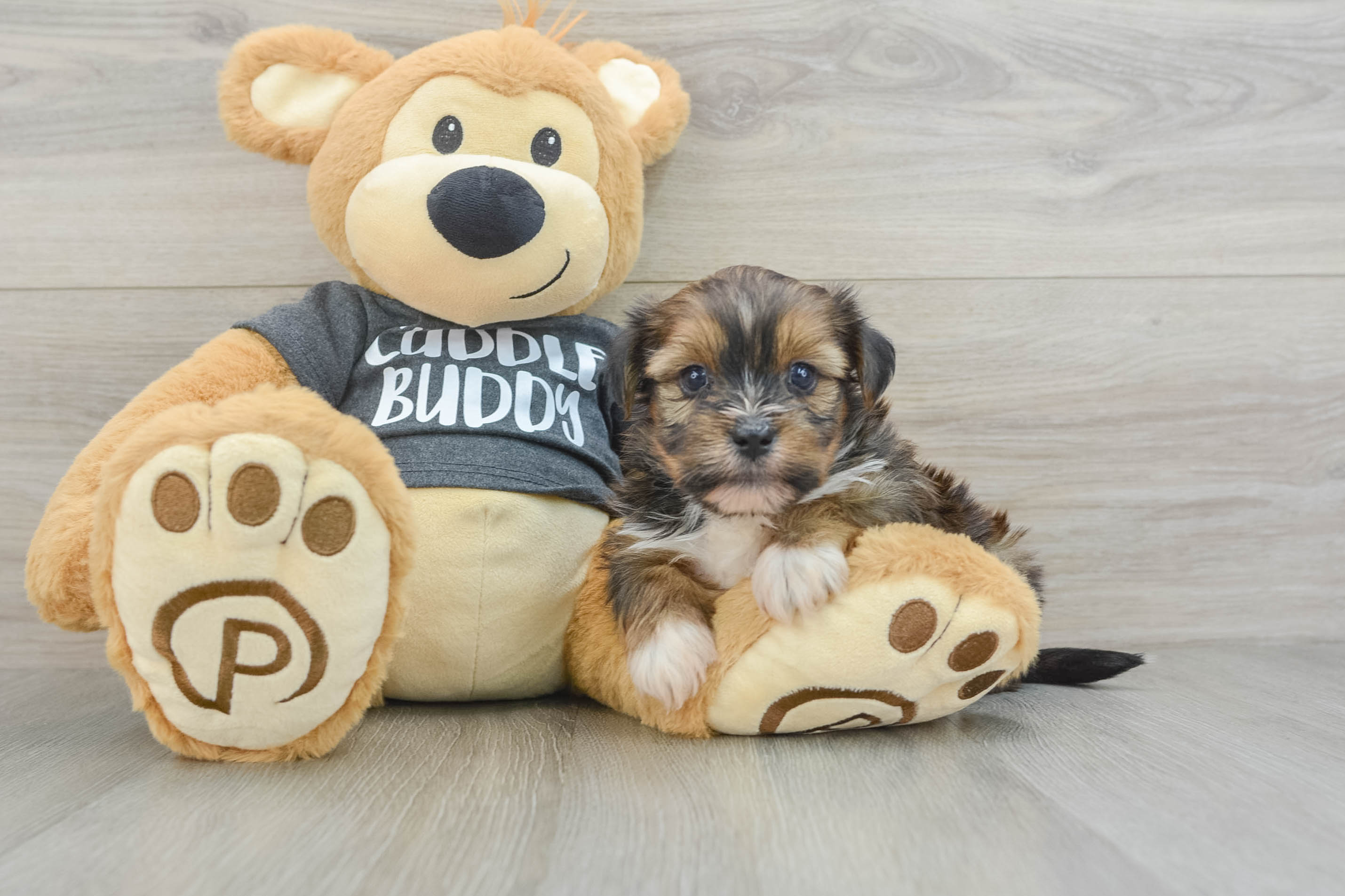 Best Shorkie Baby