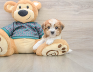 5 week old Shorkie Puppy For Sale - Premier Pups