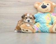 5 week old Shorkie Puppy For Sale - Premier Pups