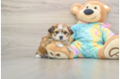 Little Shorkie Tzu Designer Puppy