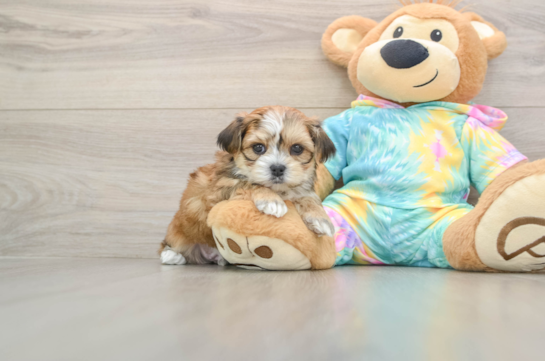 Little Shorkie Tzu Designer Puppy