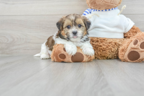 Friendly Shorkie Baby