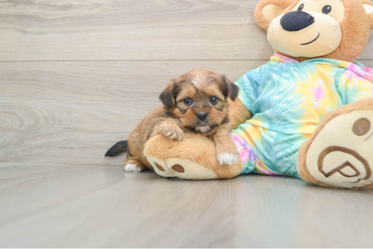 Smart Shorkie Designer Pup