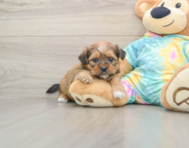 5 week old Shorkie Puppy For Sale - Premier Pups