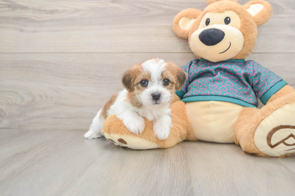 Shorkie Puppy for Adoption