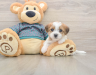 6 week old Shorkie Puppy For Sale - Premier Pups