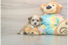 Shorkie Pup Being Cute