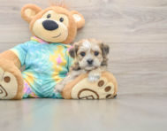 5 week old Shorkie Puppy For Sale - Premier Pups