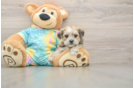 Sweet Shorkie Baby