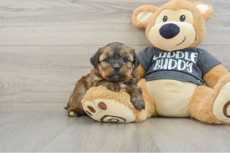 Petite Shorkie Designer Pup