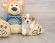 5 week old Shorkie Puppy For Sale - Premier Pups