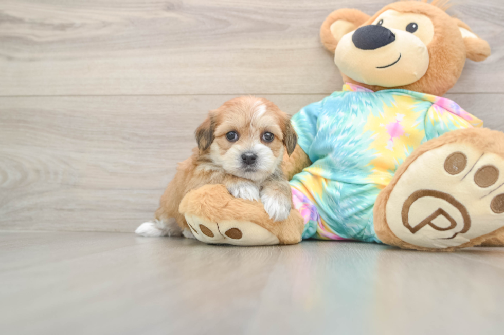 Shorkie Puppy for Adoption