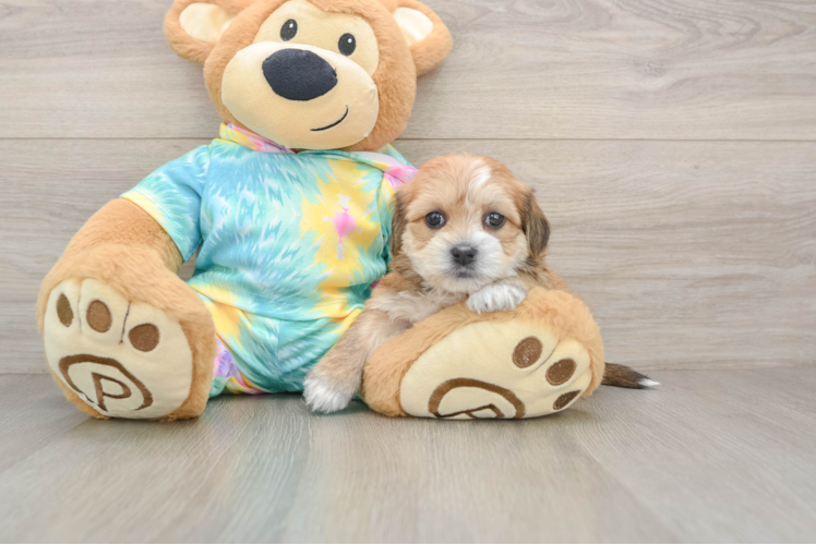 Best Shorkie Baby
