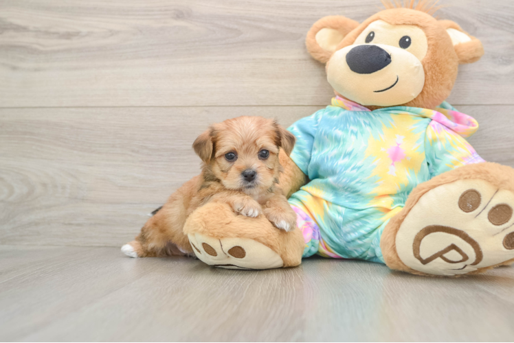 Shorkie Pup Being Cute
