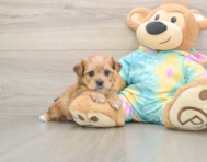 5 week old Shorkie Puppy For Sale - Premier Pups