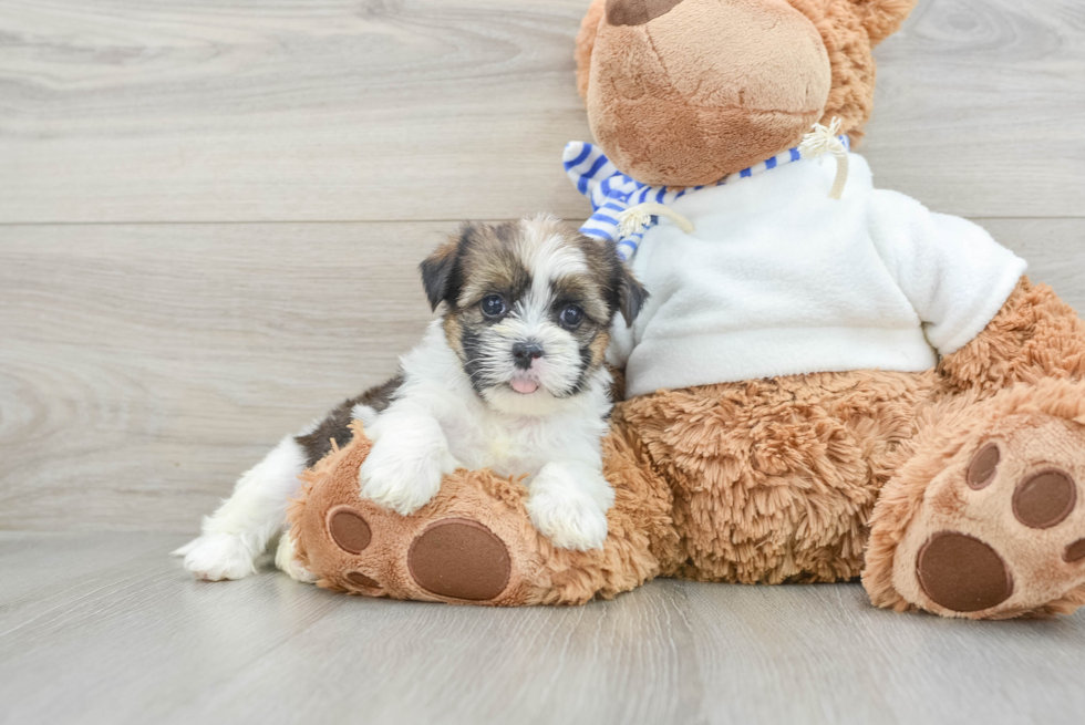 Small Shorkie Baby