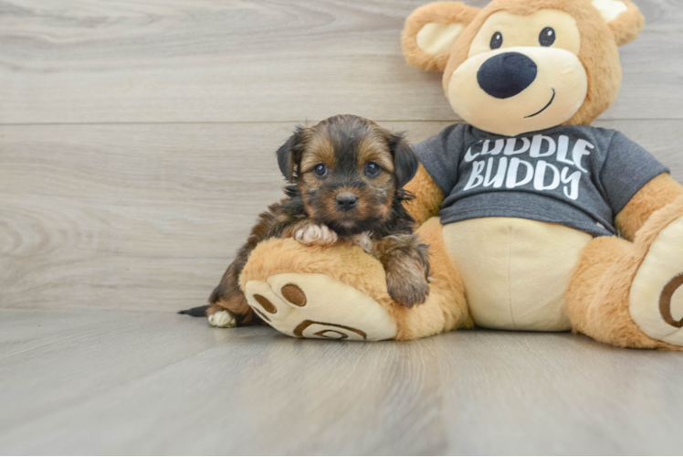Cute Shorkie Baby