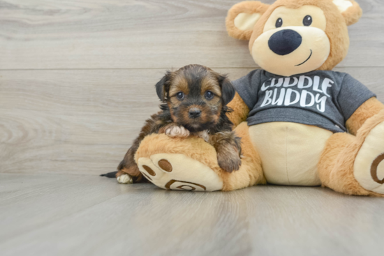 Cute Shorkie Baby