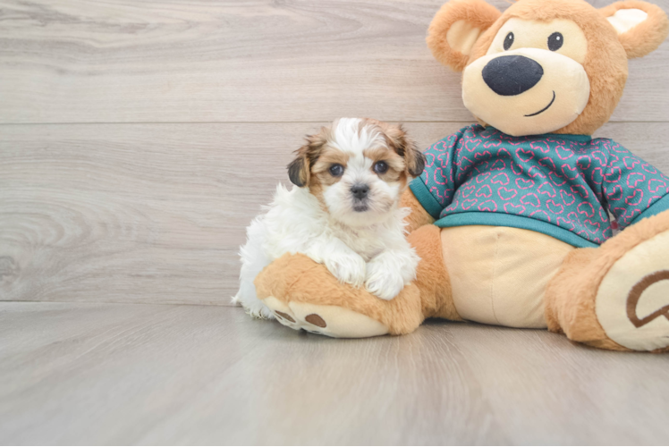 Shorkie Puppy for Adoption