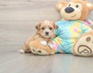 6 week old Shorkie Puppy For Sale - Premier Pups