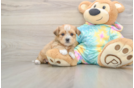 Cute Shorkie Baby