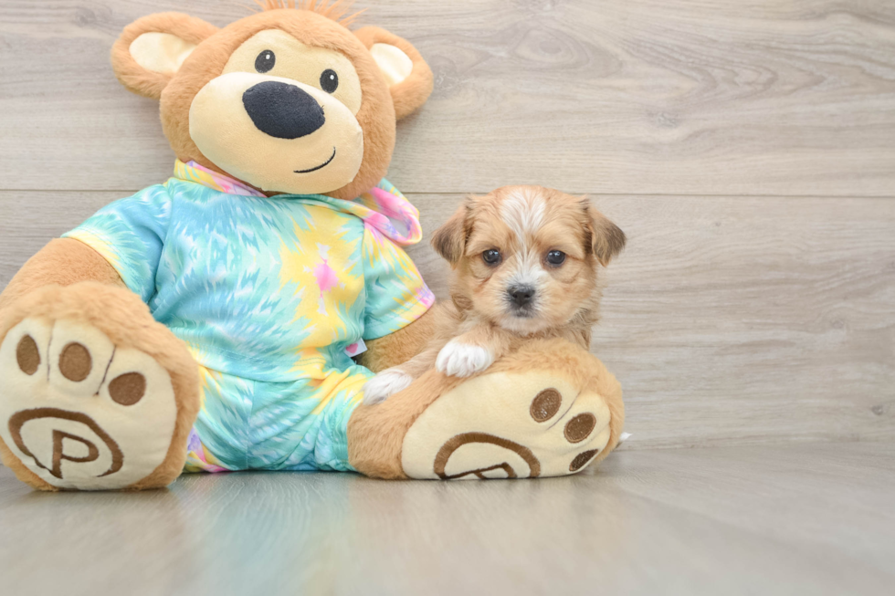 Shorkie Puppy for Adoption