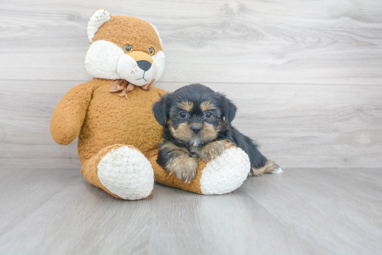 Shorkie Pup Being Cute