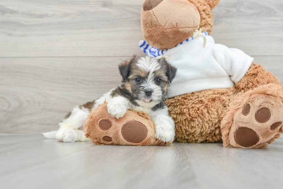 Shorkie Pup Being Cute