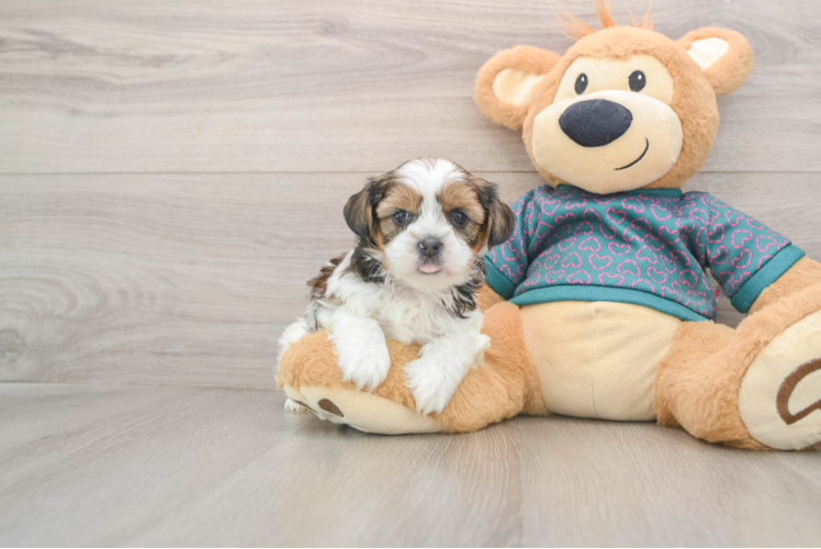 Shorkie Puppy for Adoption