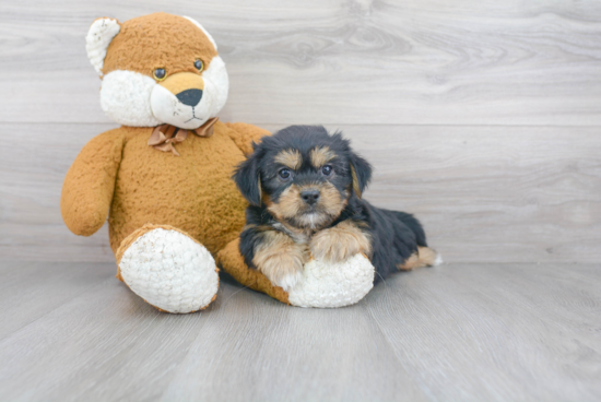 Happy Shorkie Baby