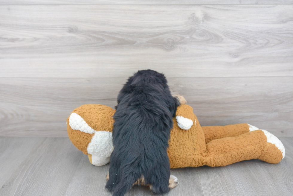 Playful Shorkie Designer Puppy