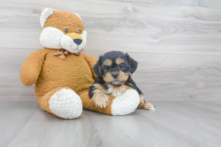 Shorkie Pup Being Cute