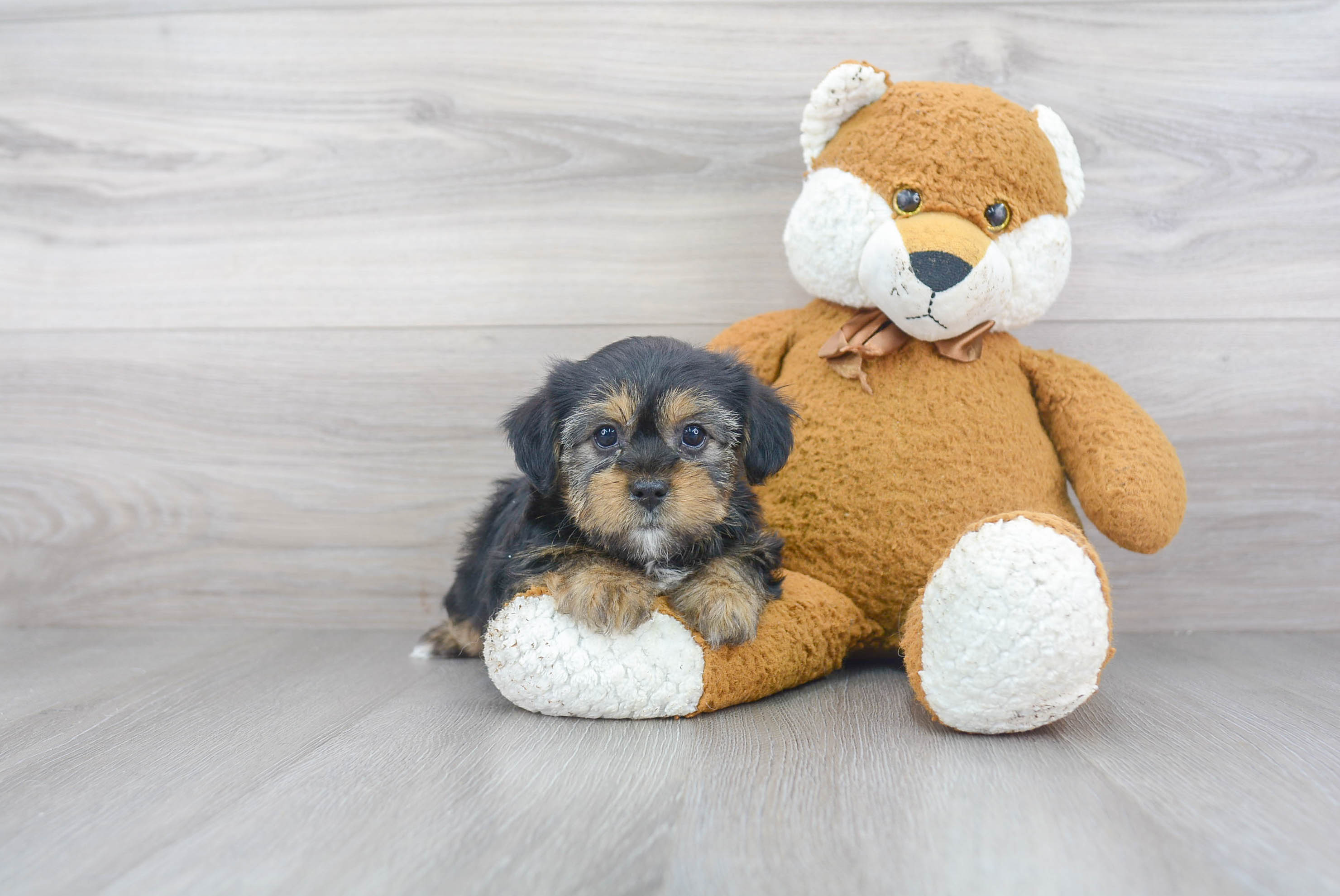 Energetic Shorkie Designer Puppy