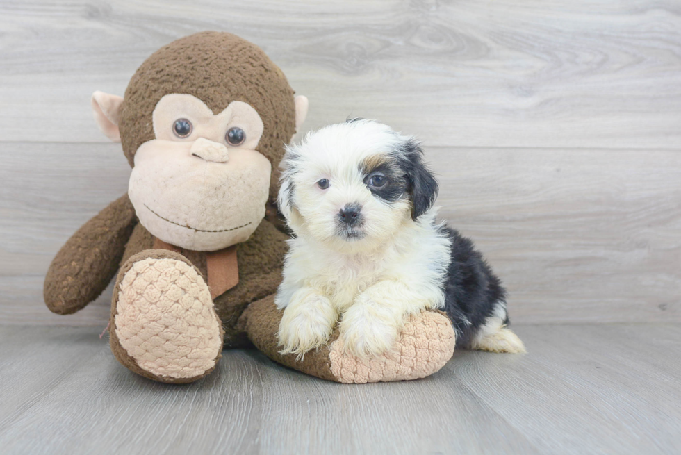 Playful Shorkie Designer Puppy