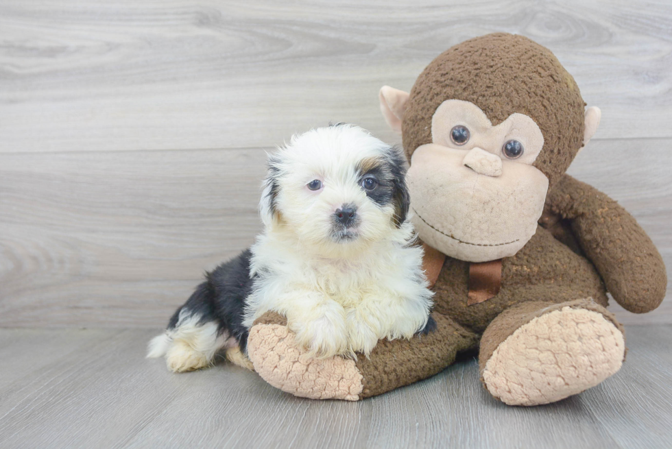 Adorable Shorkie Designer Puppy