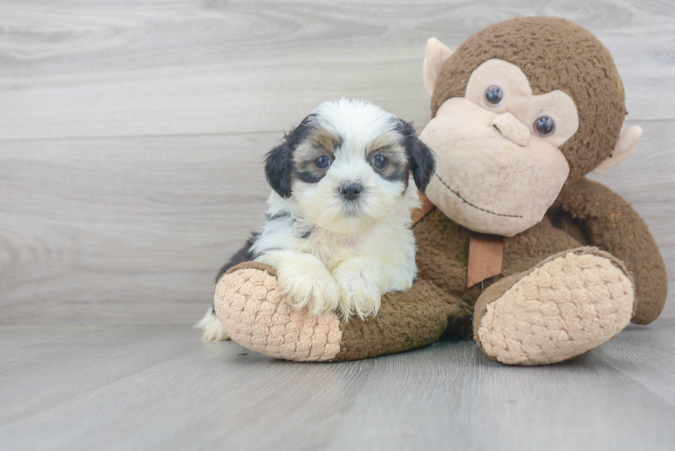 Playful Shorkie Designer Puppy