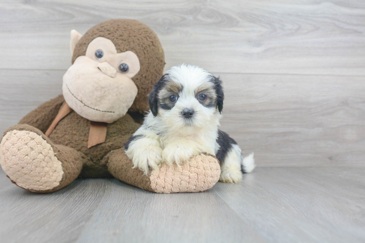 Shorkie Pup Being Cute