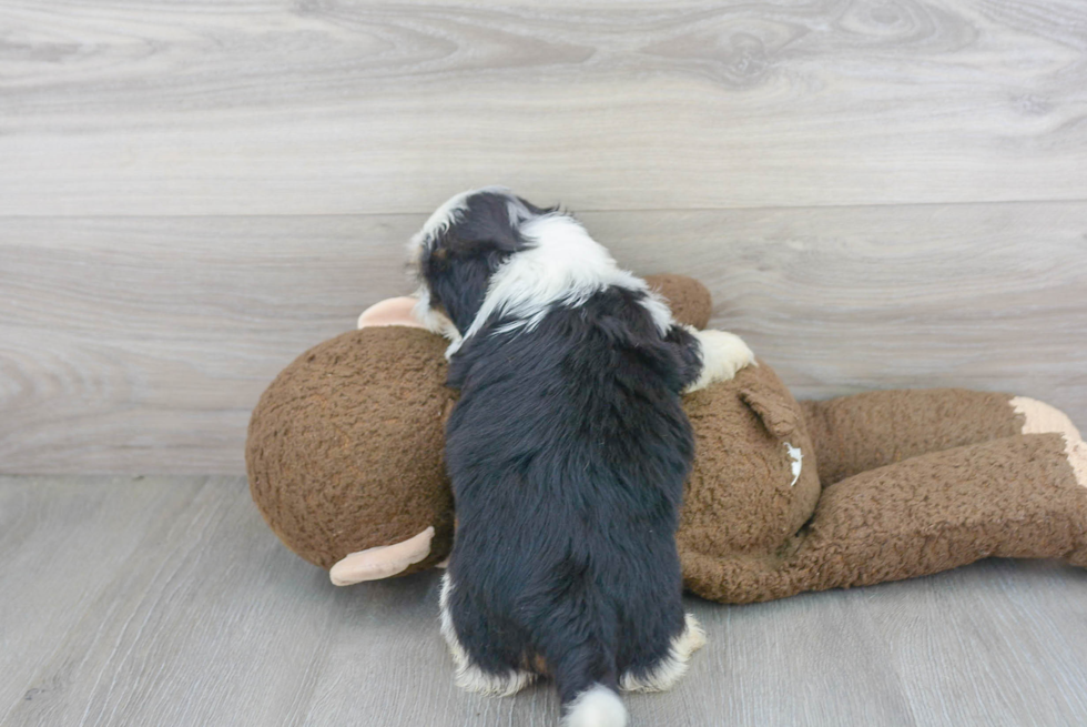 Shorkie Puppy for Adoption