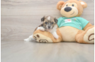 Cute Shorkie Baby