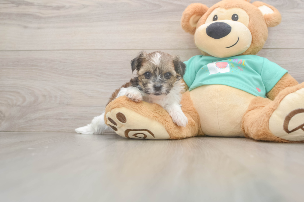 Cute Shorkie Baby