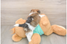 Best Shorkie Baby