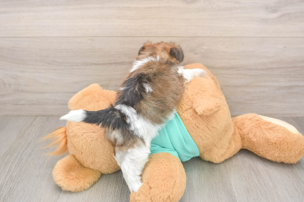 Best Shorkie Baby