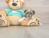 5 week old Shorkie Puppy For Sale - Premier Pups