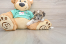 Shorkie Pup Being Cute